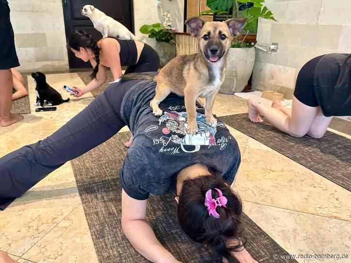 Trend Puppy Yoga: Herabschauender Hund trifft Hundebabys