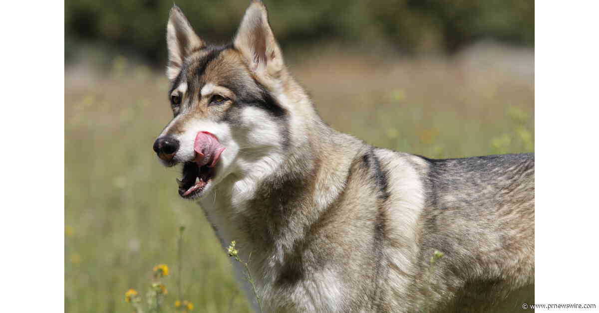 EagleVision's Nature, Inc. Shines a Light on How Wolves Saved the Life of Paul Pondella