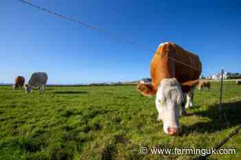 Welsh cattle herds face new BVD testing rules from July