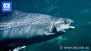 Five tonnes of antibiotics used to combat disease in salmon