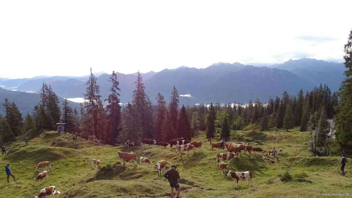 Hitzewelle auf den Almen: Noch sprudeln die Quellen