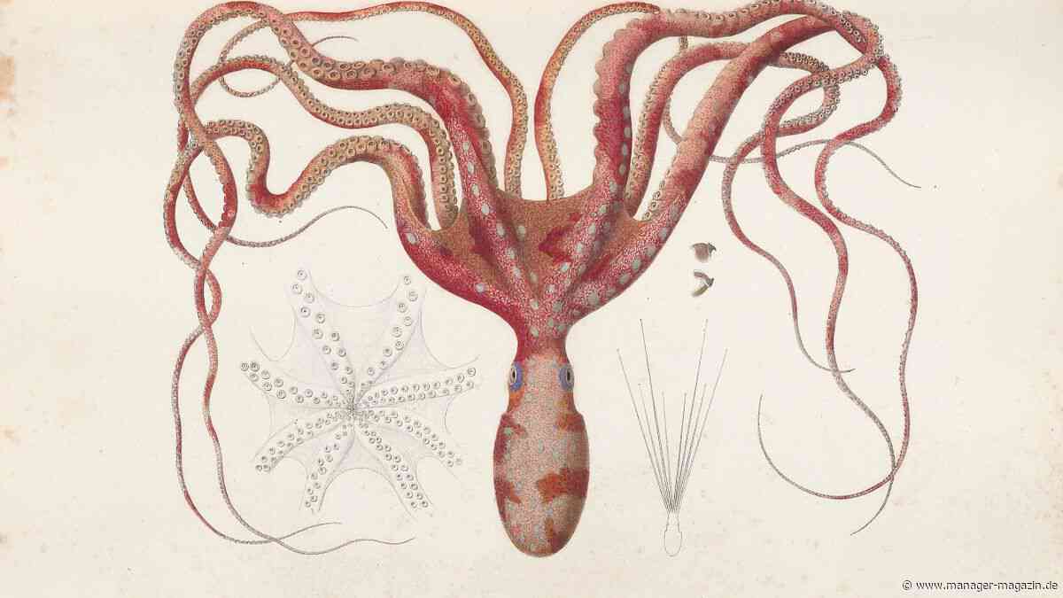 Leadership: Warum der Oktopus zum Vorbild für moderne Führung wird