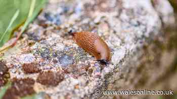 Four plants will keep slugs away from your garden all summer