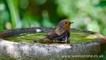 Attract robins to your garden all summer by adding one thing to birdbath now