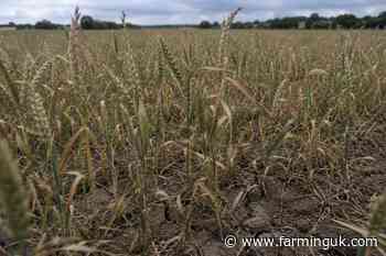 Heatwave adds risk after dry spring dents UK crops