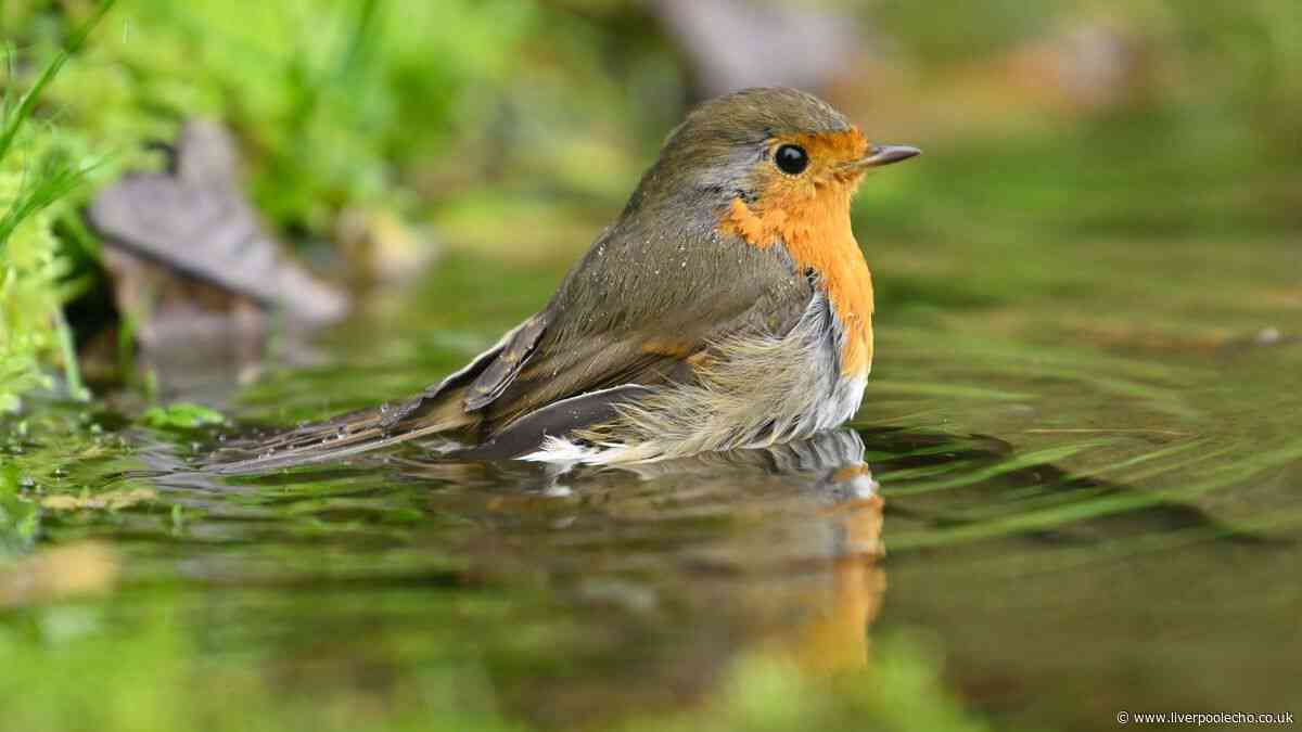 Robins will flock to your garden all summer if you add one thing to your birdbath