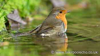 Robins will flock to your garden all summer if you add one thing to your birdbath