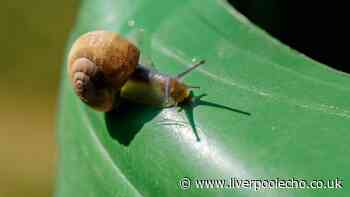 Four slug repellent plants will keep the pest out of your garden all summer