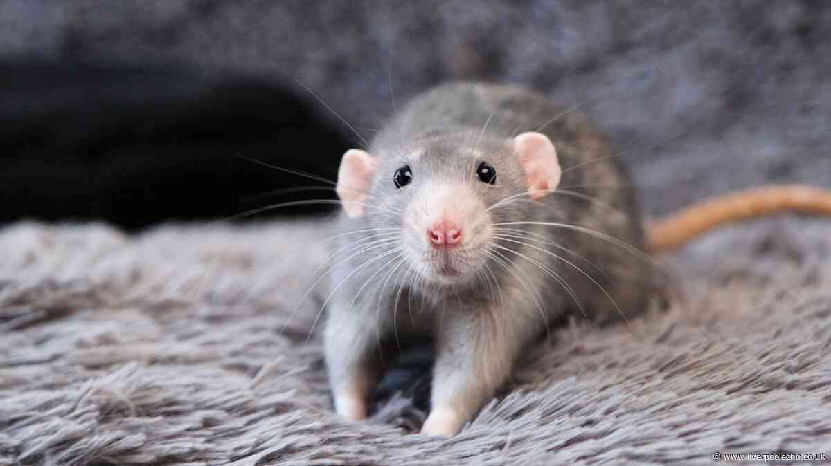 Repel rats from your home with three basic herbs they 'absolutely hate'