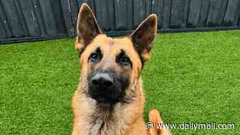 Dog owner sparks outrage for dumping his German Shepherd on the side of a busy road and driving off in BMW