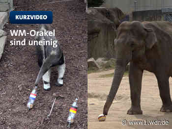 WM-Orakel aus NRW: So tippten Tiere das Deutschlandspiel