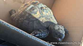 Eine Schildkröte auf Abwegen: Tierischer Notruf in Bruckmühl