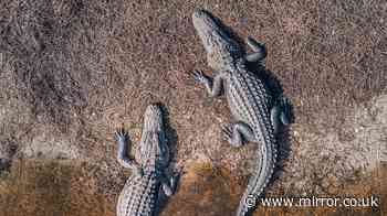 Woman hiker dies after alligator bites off arm in front of horrified boyfriend as she cools off in river