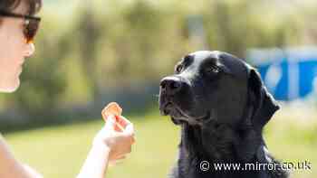 Vet's warning to Labrador, Golden Retriever and German Shepherd owners
