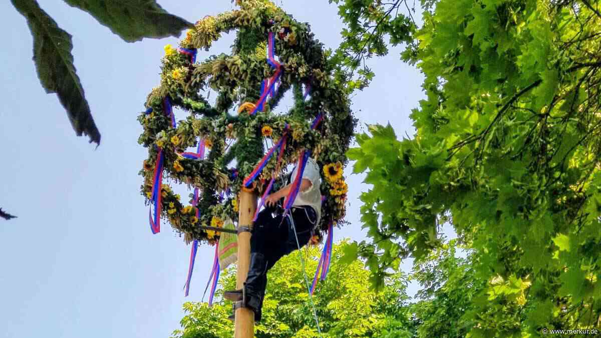 Siebenbürger Sachsen feiern Kronenfest: Stamm vorher mit Öl eingeschmiert