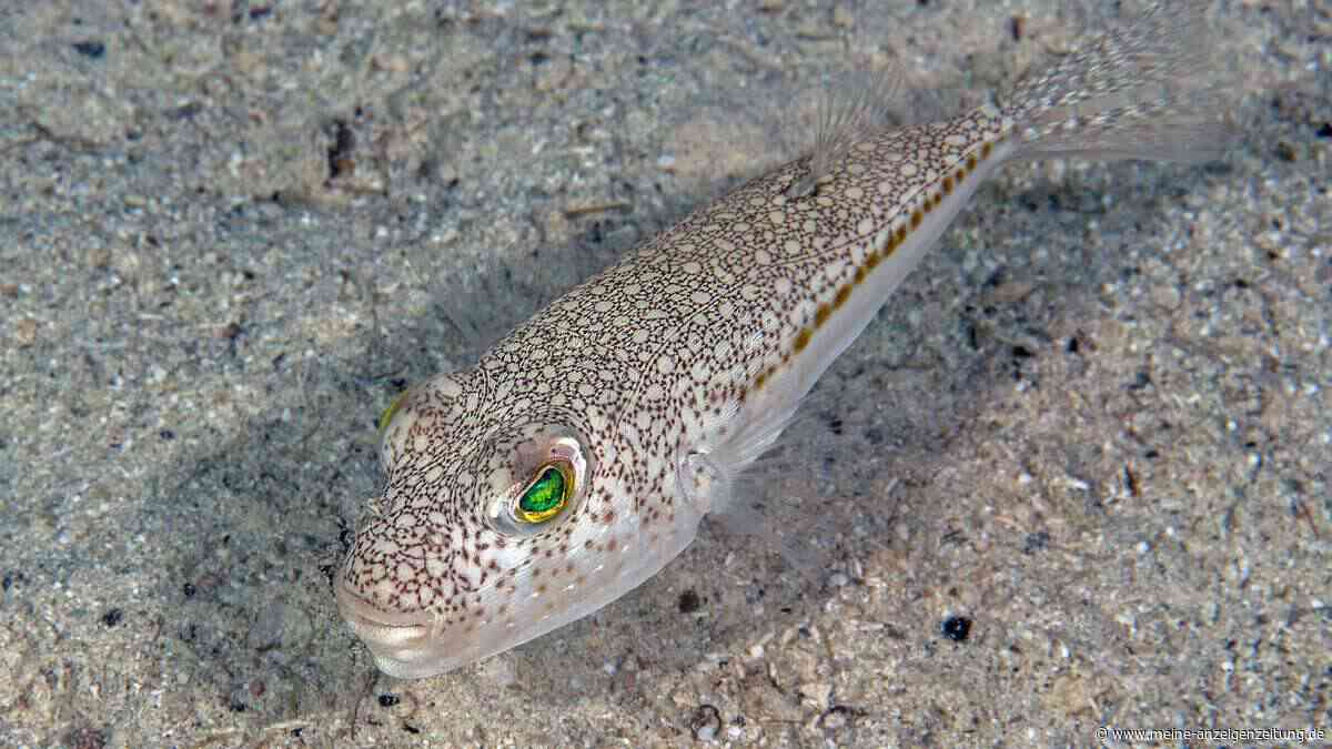 Giftiger Fisch breitet sich an Mittelmeer-Stränden aus: „Er frisst alles“