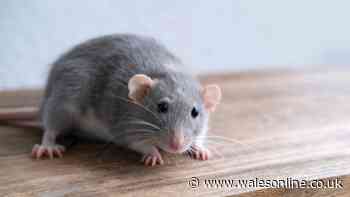 Rats won't enter houses if 20p item is placed around the home