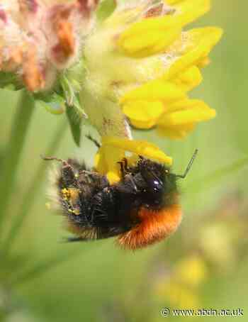 Hebri-bees project to explore the future of Scotland's rare island pollinators