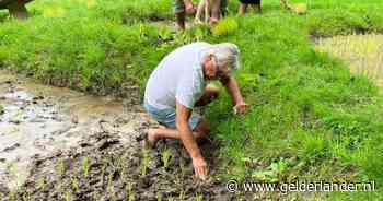 Rijstplantdag bij Sawah Belanda in Arnhem