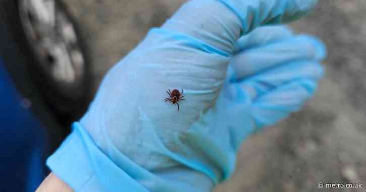 Rare deadly tick-borne virus that has no cure is spreading through the US