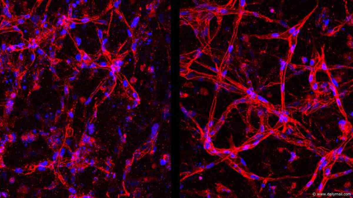 Lab-grown eye cells offer fresh hope for millions at risk of blindness: Scientists say their breakthrough paves way for 'continuous supply' of retinal tissue