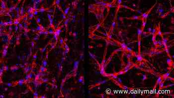 Lab-grown eye cells offer fresh hope for millions at risk of blindness: Scientists say their breakthrough paves way for 'continuous supply' of retinal tissue