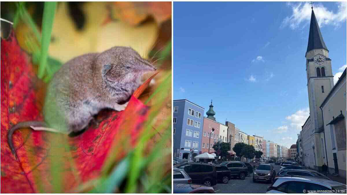 Einige Virusarten auf dem Vormarsch? Was das für die Region Mühldorf bedeutet