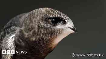 Cambridge college swift boxes used for first time