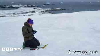 Academic finds diverse algae on Antarctic mission