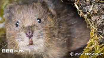 Water vole volunteers 'get very excited by flattened poo'