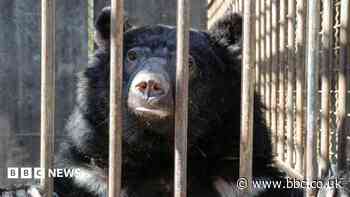 Rescued bears cleared for 5,500-mile Suffolk flight