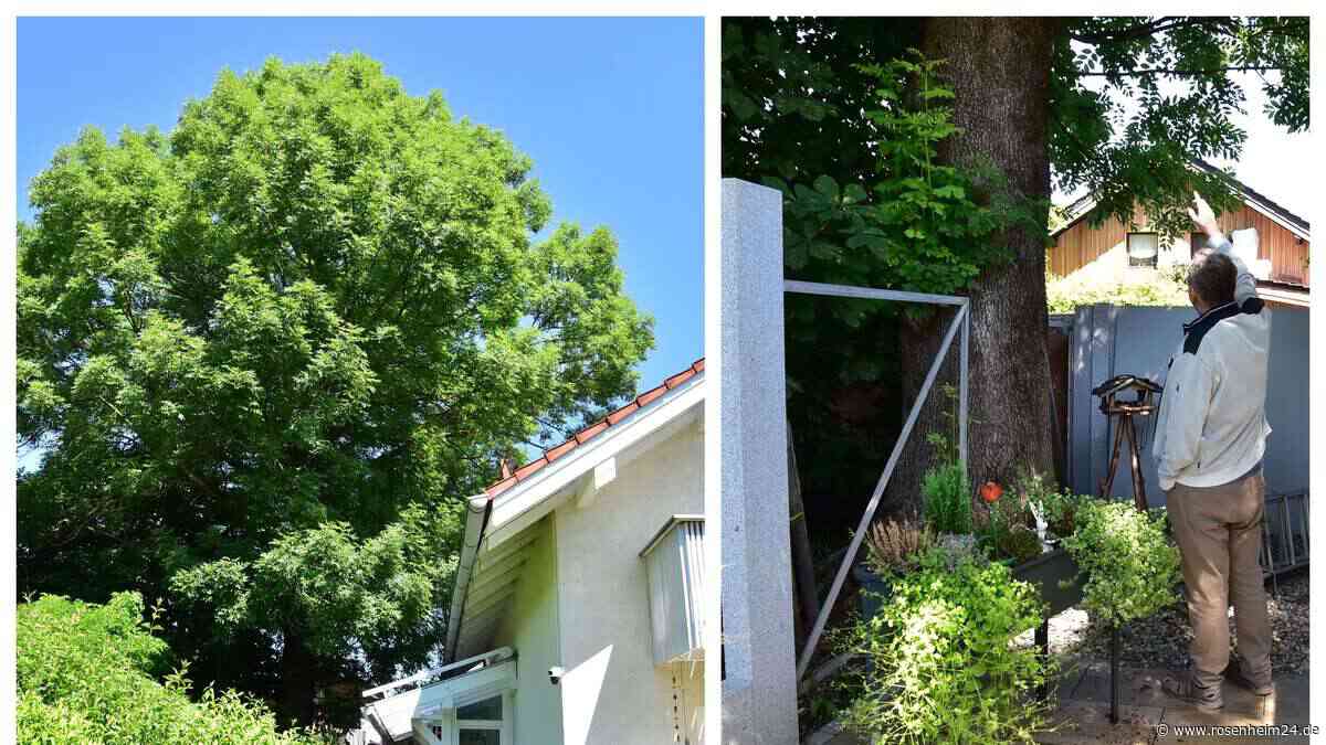 Angst vor 25-Meter-Baum: Rosenheimer evakuiert sich selbst in Wohnwagen – Explosionsgefahr?