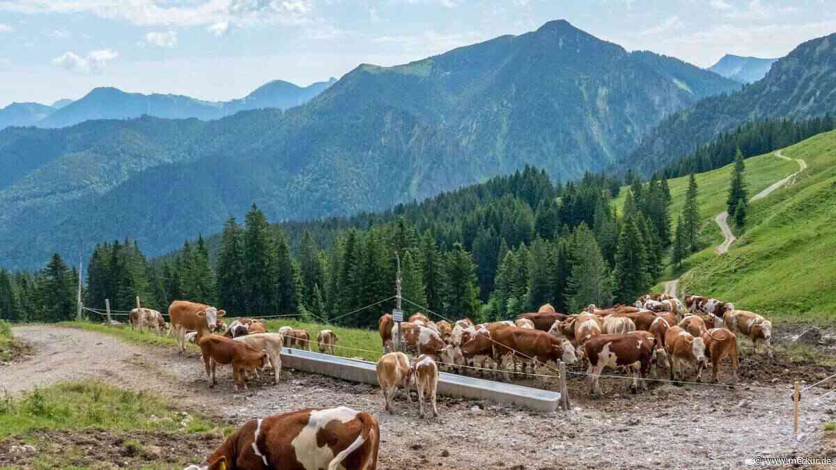 Trockenheit macht Almen im Tegernseer Tal zu schaffen