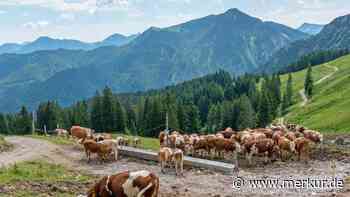 Trockenheit macht Almen im Tegernseer Tal zu schaffen