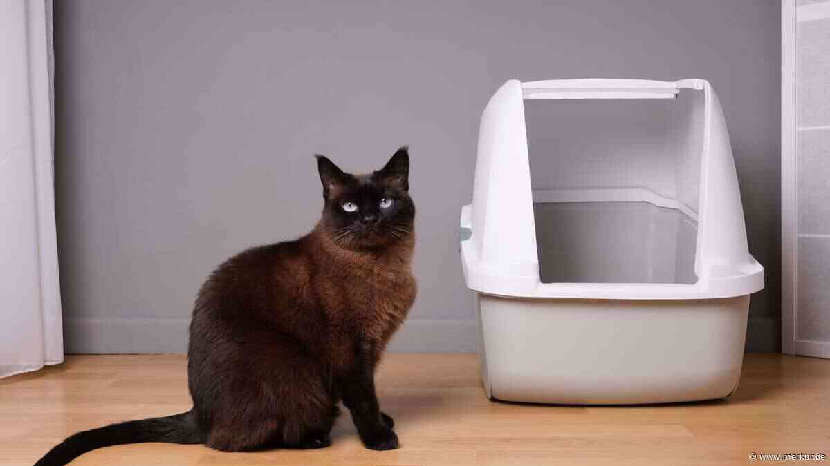Pfütze neben dem Katzenklo? Diese Ursachen stecken wirklich dahinter