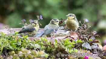 Birdbath owners urged to add 1 item to attract robins and other birds this summer
