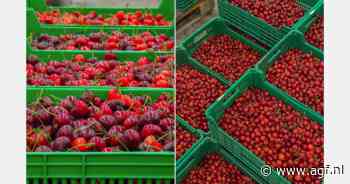 Franse kersenmarkt herstelt na twee moeilijke weken door overaanbod en hitte