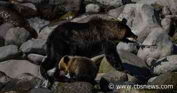Body of suspected bear attack victim found on mountain