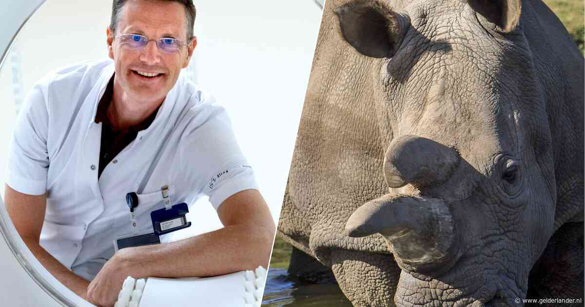Hoe voorkom je dat neushoorns gestroopt worden? Deze arts heeft oplossing: maak gewilde hoorn radioactief