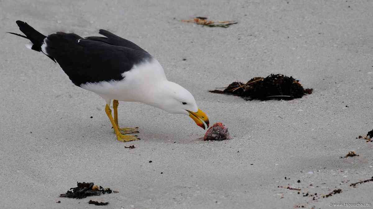 Australien besorgt über Vogelgrippe-Ausbruch