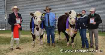 Two bulls hit sale high at Hereford National with buying interest from five states