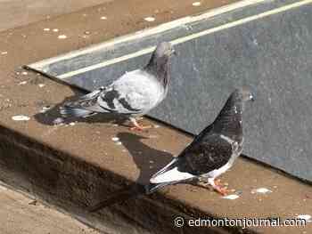 Pigeon owners will need to tag their pets and join an association in 2027