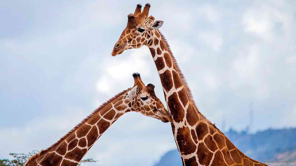 A head for heights... and maths! Study shows giraffes can do simple mental arithmetic