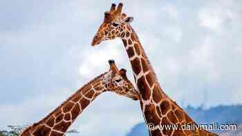 A head for heights... and maths! Study shows giraffes can do simple mental arithmetic