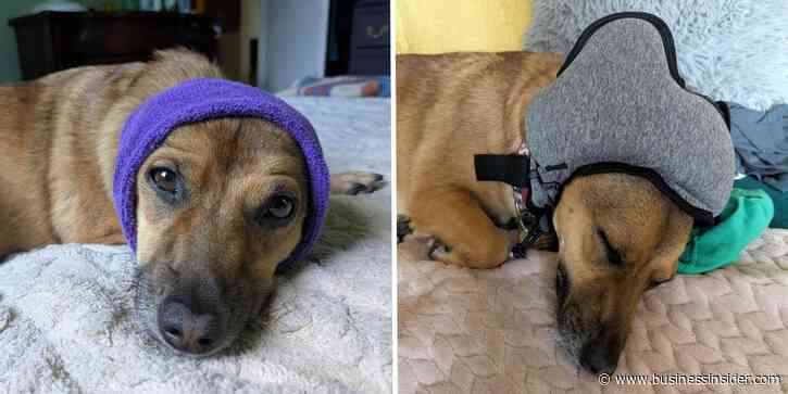 Best dog earmuffs for fireworks and noise anxiety