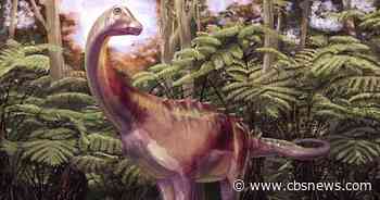 Fossil found in drawer turns out to be first dinosaur bone from Antarctica