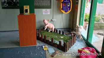 Windmill Hill City farm 'devastated' after third break-in this year