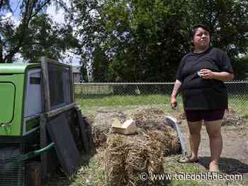'Chicken murder' at Tatum Park shakes urban farm’s sense of safety