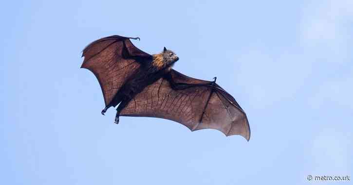 Boy, 11, dies of rabies 19 days after waking with bat lying on his mouth