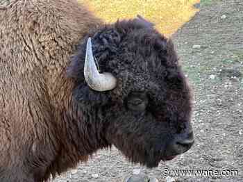 Ouabache State Park mourns loss of bison calf